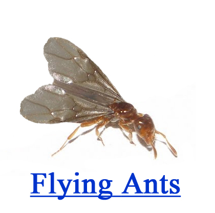 Flying Ants | Paramount Exterminating